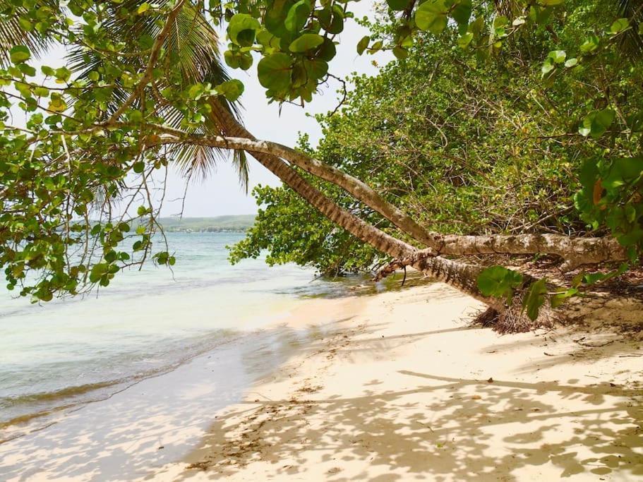 Katalea - Blue Dream, Plage, Piscine, Bar Grand-Bourg (Marie Galante) Exteriör bild